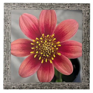 6"x 6" Keramik Tile mit beeindruckender Siena Dahl Fliese