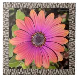 6"x 6" Keramik Tile mit Brillant Gazania Fliese
