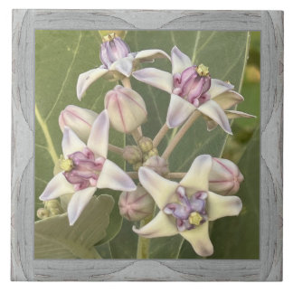 6"x 6" Keramik Tile mit liebevoller Crown-Blume Fliese