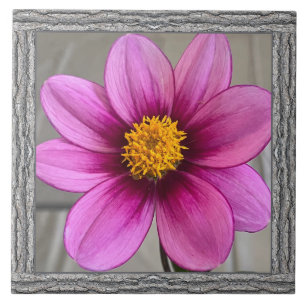 6"x 6" Keramik Tile mit markanter rosa Dahlia Fliese