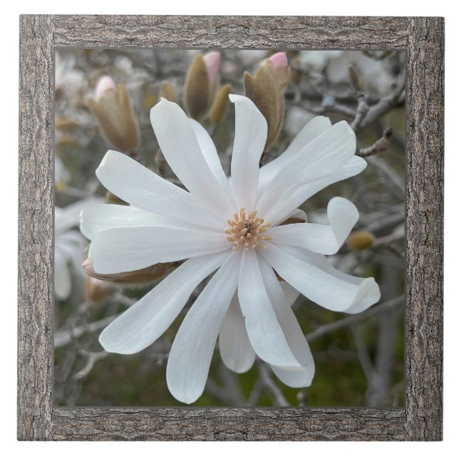 6"x 6" Keramik Tile mit schönem weißem Magnolium Fliese (Vorderseite)