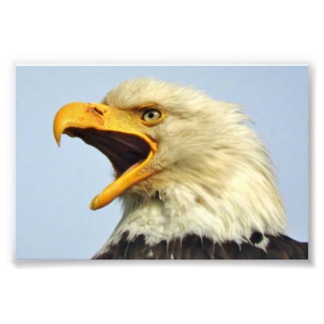 6x4-Foto-Adler Fotodruck (Vorne)