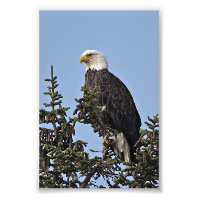 6x4 Foto eines Adlers (Vorne)