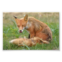6x4 photo de renard