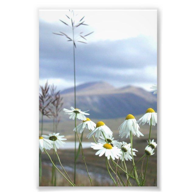 6x4 photo fleurs sauvages de l'Alaska (Devant)