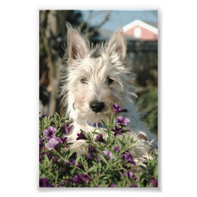 6x4 photo Scottish Terrier (Devant)