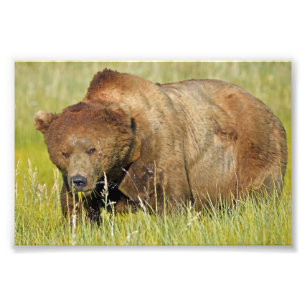 6x4 Satin-Foto des Grizzlybären Fotodruck