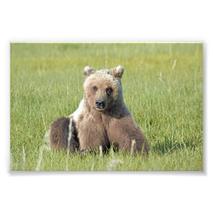 6x4 Satin-Foto des Grizzlybären Fotodruck