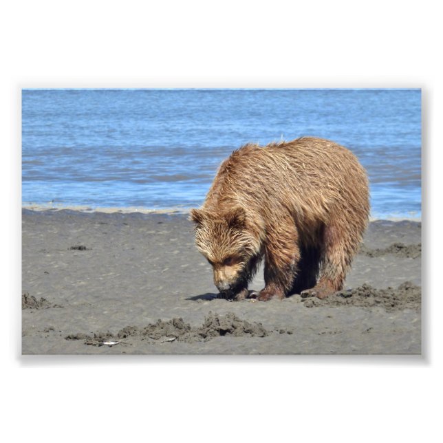 6x4 Satin Photo de l'ourson grizzli (Devant)