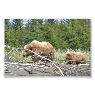 6x4 Satin Photo du grizzli et de l'ourson