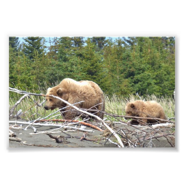 6x4 Satin Photo du grizzli et de l'ourson (Devant)