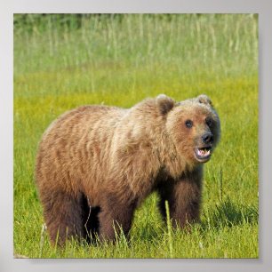 6x6 Poster Paper (Matte) von Grizzlybären