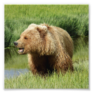 6x6 Satin photo de l'ours grizzli