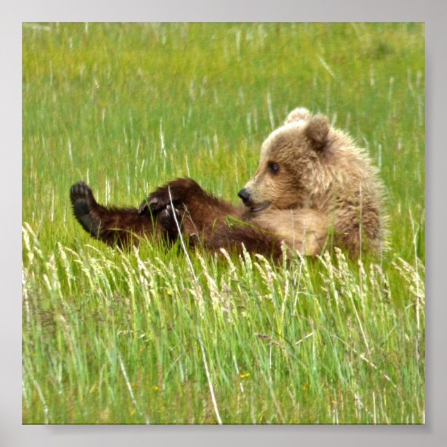 6x6 Value Poster Paper (Matte) w/ grizzly bear cub (Vorne)