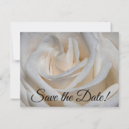 7127-Weiße Rose mit Taub Postkarte