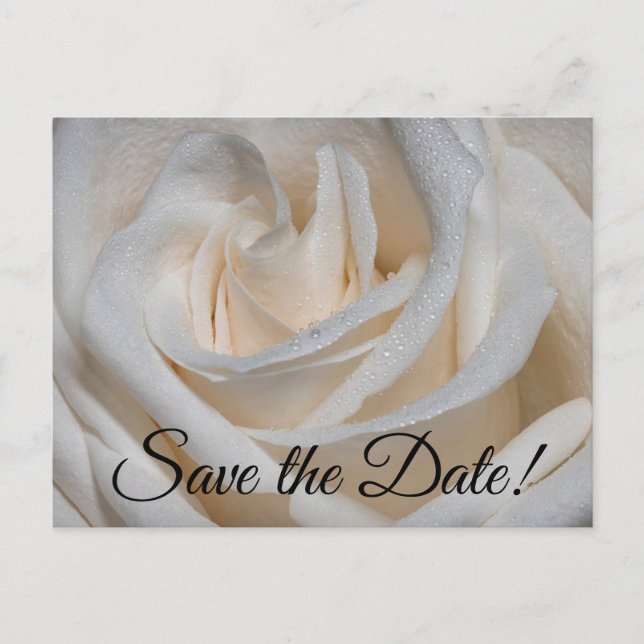 7127-Weiße Rose mit Taub Postkarte (Vorderseite)