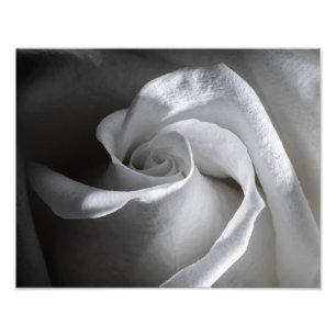 7181-Weiße Rose mit Taub Fotodruck