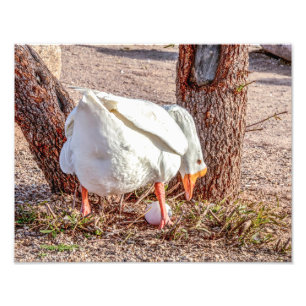 7928-Weiße Gans Stehend über Ei Fotodruck
