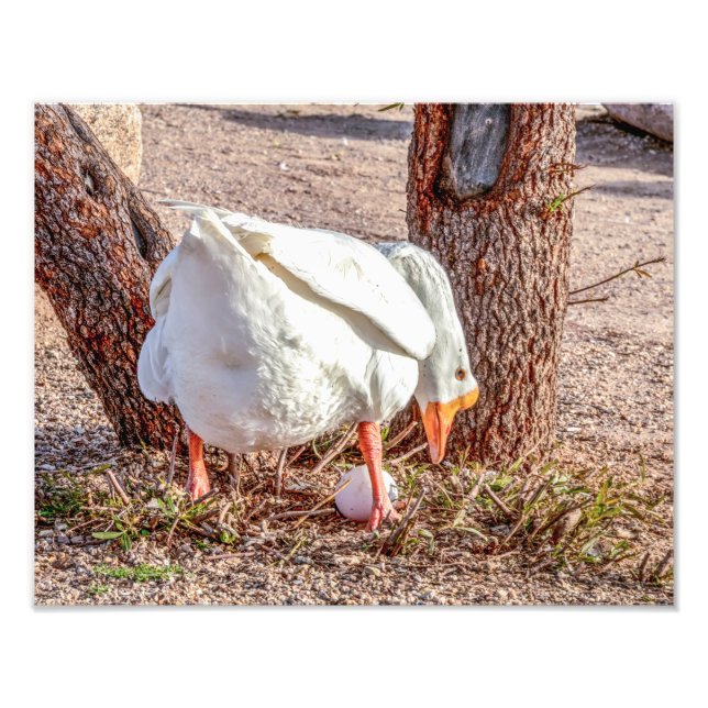 7928-Weiße Gans Stehend über Ei Fotodruck (Vorne)