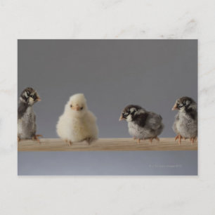 7 Baby Haustiere Hühner auf einer Perle Postkarte