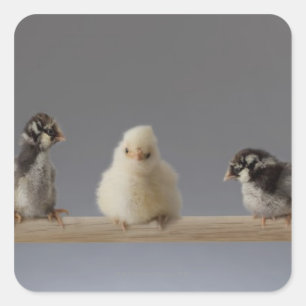 7 Baby Haustiere Hühner auf einer Perle Quadratischer Aufkleber