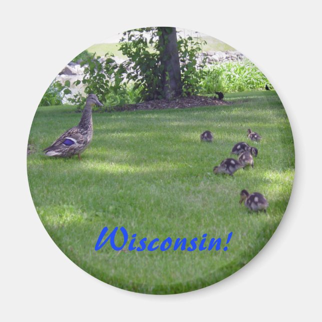 7 Kleine Ducklings Magnet (Vorne)