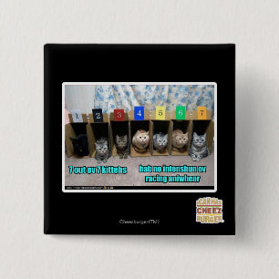 7 out ov 7 Kitten Button