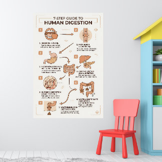 7-Schritte-Anleitung zum menschlichen Verdauungspr Poster