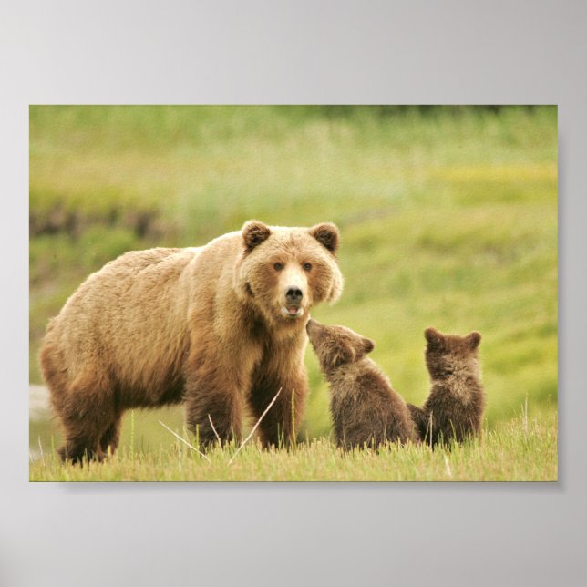 7x5  Poster  (Matte) w/ grizzly bear & cubs (Vorne)