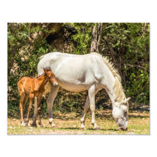 8004-Wild Mustang mit Baby Fotodruck