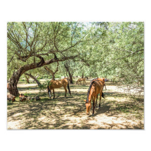 8216-Wild Mustang Pferde unter Bäumen Fotodruck