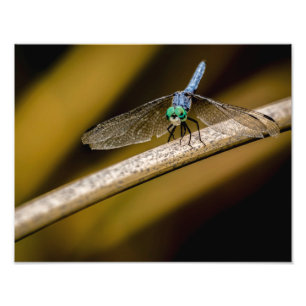 8379-2-Blaue Libelle Fotodruck