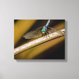 8379-2-Blaue Libelle Leinwanddruck