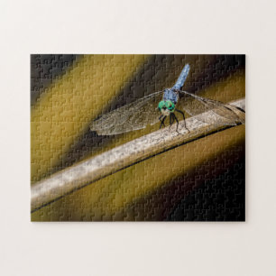 8379-Blaue Libelle auf einem Schilf im Teich-Puzzl