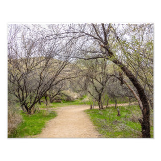 8583-2-Craggy Trees with Walking Path Fotodruck