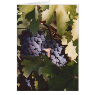 85. Raisins illuminés, comté de Sonoma (Californie