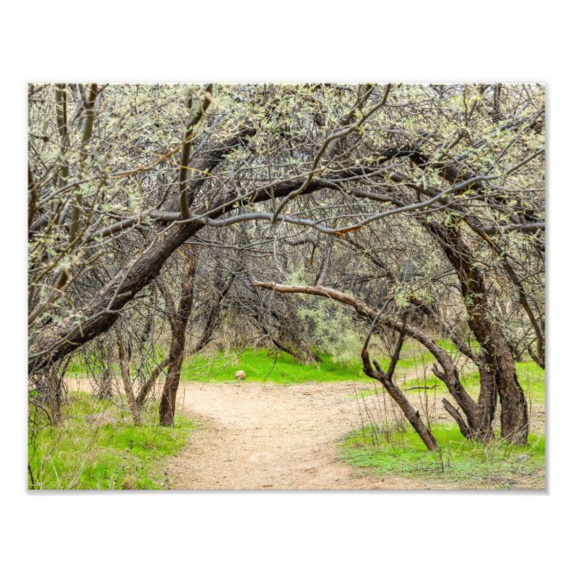 8602-Craggy Trees with Walking Path Fotodruck (Vorne)