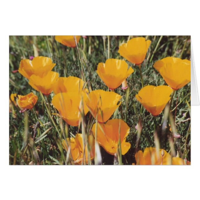 89. Poppies de Californie (Devant horizontal)