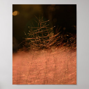 8×10 Rosa Muhly Jeju-do Südkorea Fotodruck Poster