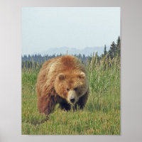 8.5 x 11 Plakatpapier (Matte) aus Grizzlybär