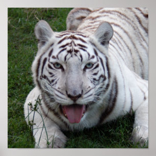 8.5x8.5 Poster/Druckvorlage Poster