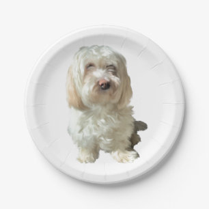 8 Papierplatte Weiß Havanese Pappteller