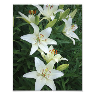 8"x10" weiße Lilien Fotodruck