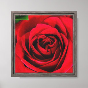 8-X8-Rose Druck auf Leinwand