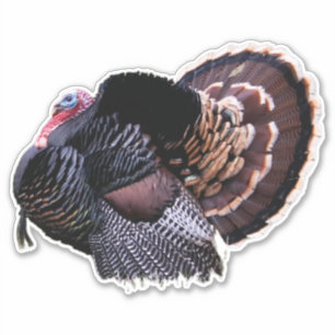 8"x8" Wilde Türkei Aufkleber