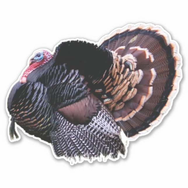 8"x8" Wilde Türkei Aufkleber (Vorderseite)
