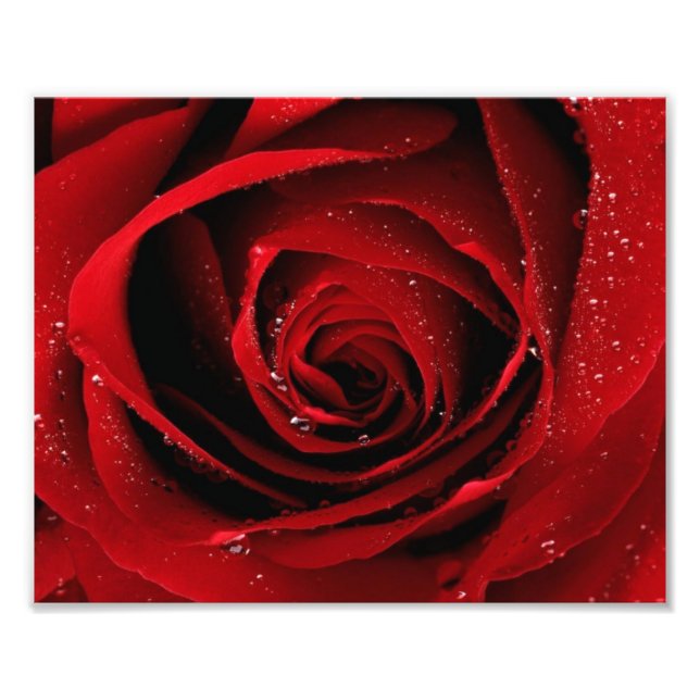 8 x 10 Foto drucken (Vorne)