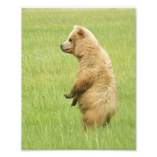 8 x 10 Satin photo d'un ourson grizzli