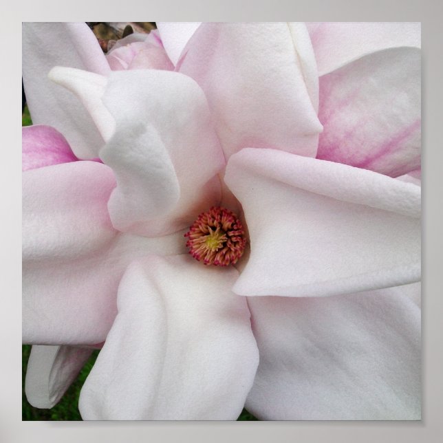 8 x 8 Magnolia Print Poster (Vorne)