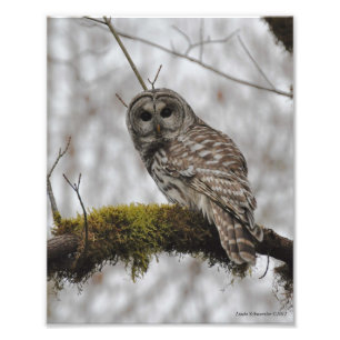 8X10 Barrierenschüssel im großen Ahornbaum aus Led Fotodruck